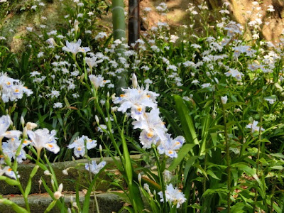 ��q���̃V���K