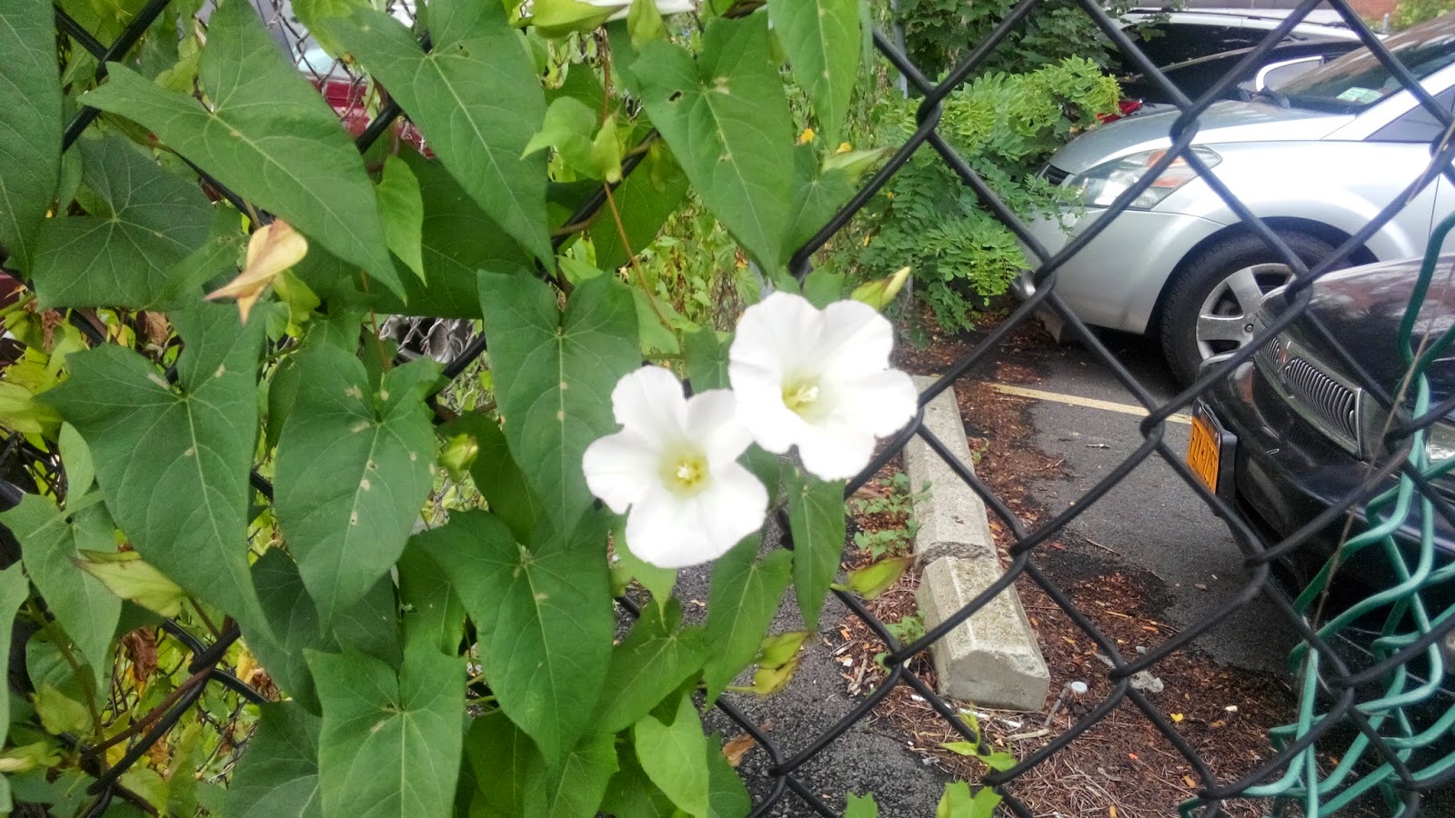 Springtime Windowsill Common Flower Gems Classification 2 Field