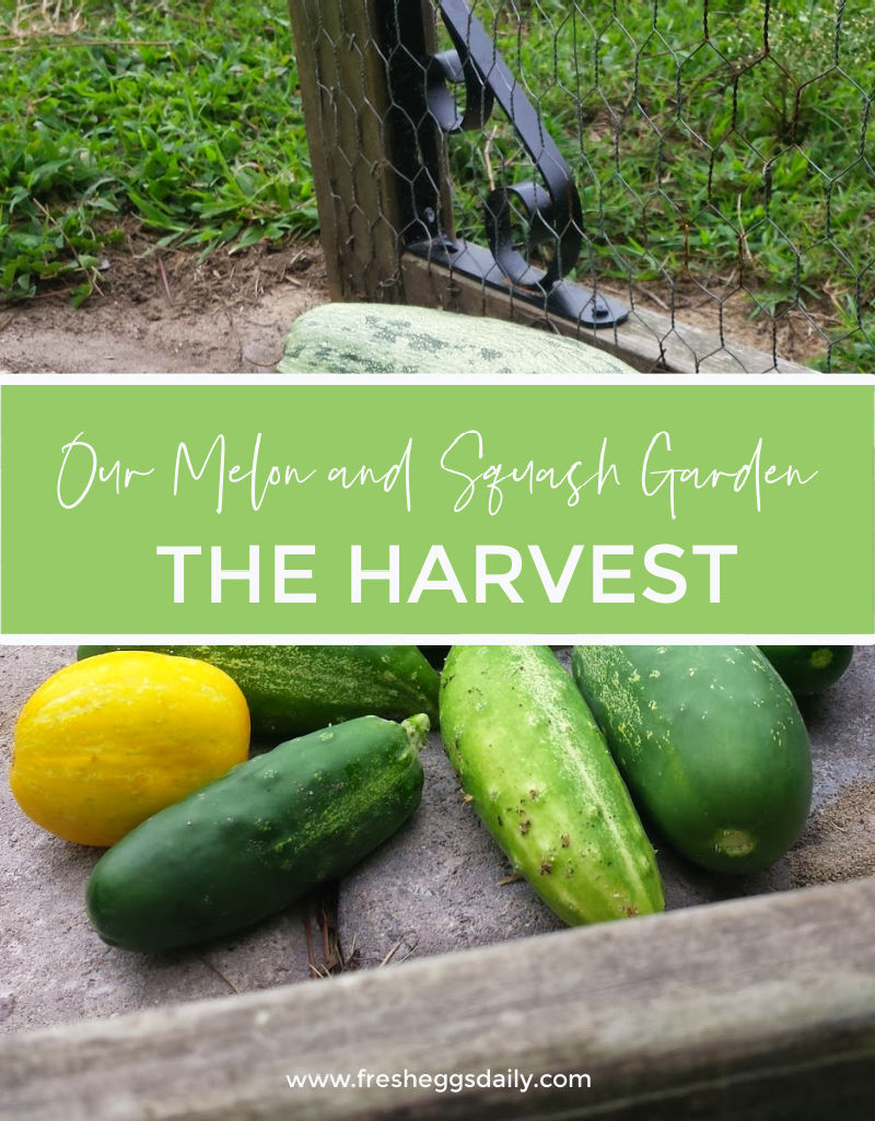 Our Melon and Squash Garden The Harvest Fresh Eggs Daily® with Lisa