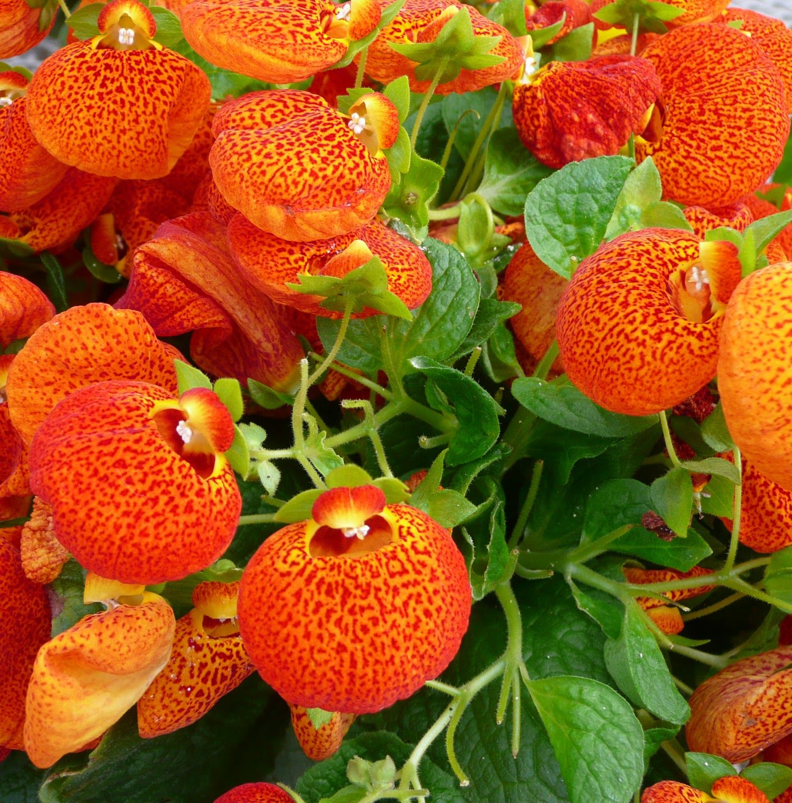 Оранжевое комнатное растение. Кальцеолярия морщинистая. Кальцеолярия цветок комнатный. Кальцеолярия красная. Кальцеолярия полив.