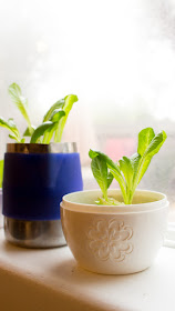 how to regrow lettuce from scraps- fun kids food science project