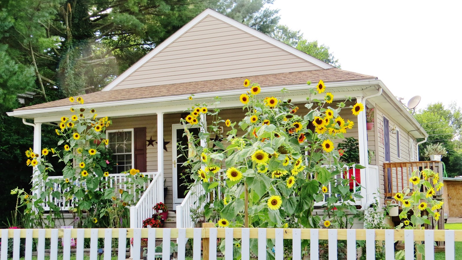 Let Your Light Shine The Sunflower House