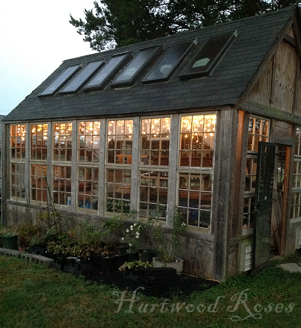 Hartwood Roses Sunday Snapshot Lights in the Greenhouse