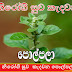 නිරෝගි සුව කැදවන පොල්පලා  (Aerva  Lanata)