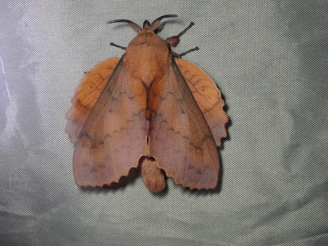 Gastropacha quercifolia Gastropacha quercifolia