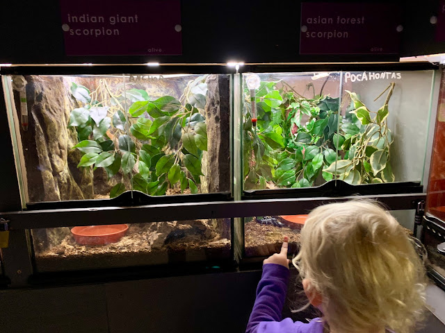 A child looking in a glass box with a scorpion in 