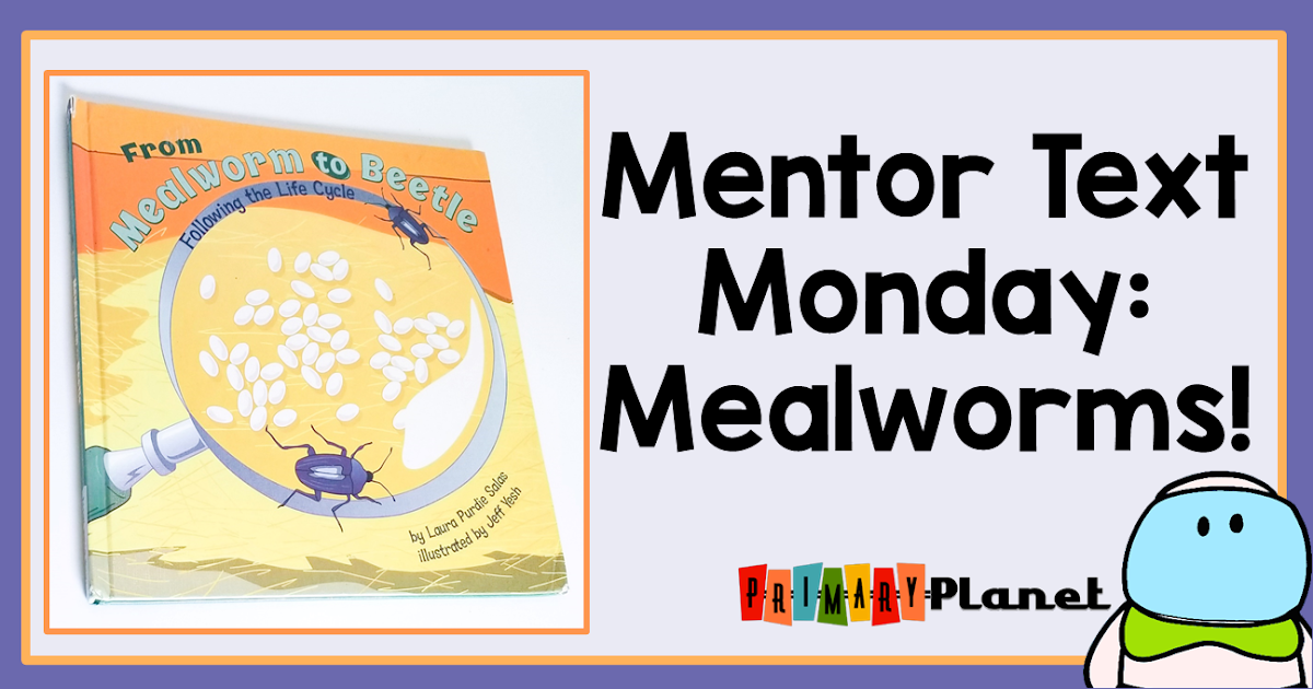 Mentor Text Monday Mealworm Life Cycle Primary