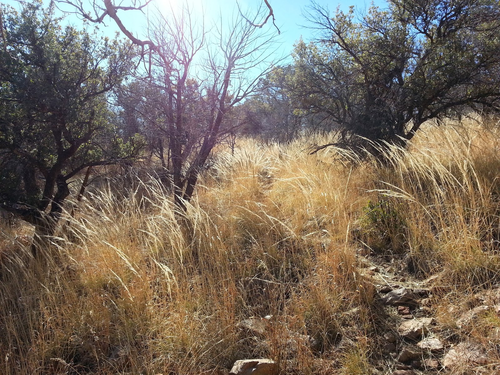 Texas Mountain Trail Daily Photo Montezuma Quail