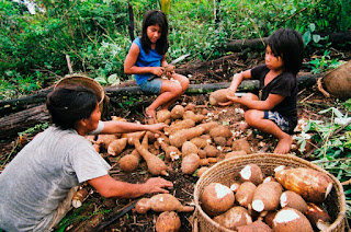 mandioca ou aipim crianças preparando alimento