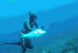 tumblr_bac18a7e643d3acdc578998891a9eed5_69ceac30_400.gif