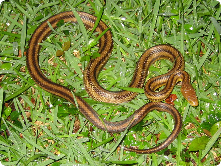 yellow snake with black stripes in nm yellow snake with black stripes in nm