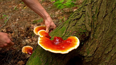 Ganoderma mushroom company in West Bengal