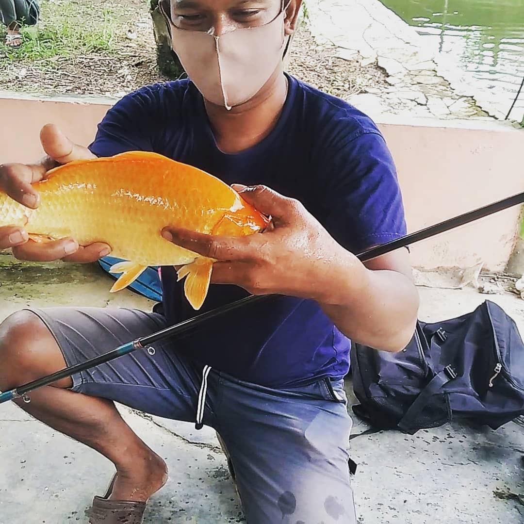 Resep Umpan Rahasia dan Cara Mancing Ikan Mas yang Jitu