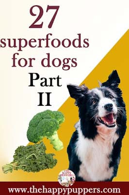 27 superfoods for dogs