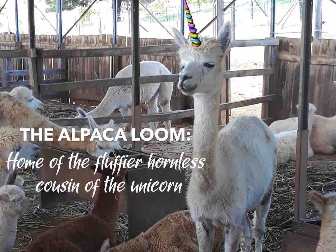 Alpaca Blog - What fun things can you do with alpaca wool?