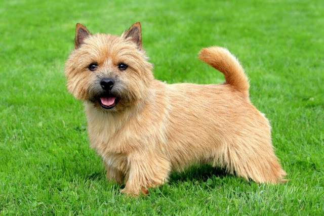 anjing Norfolk Terrier salah satu ras peliharaan yang baik untuk pemula