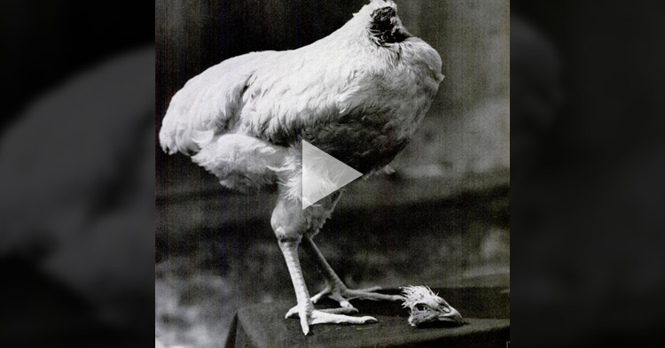 10 amazing Animals that can continue to live without their heads