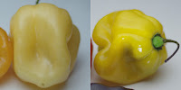 Two habanero pepper pods. At left a cream color. At right a bright yellow color.