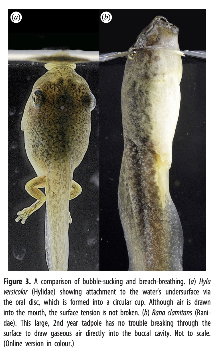 Zoology Jottings How—and why—do tadpoles fill their lungs?