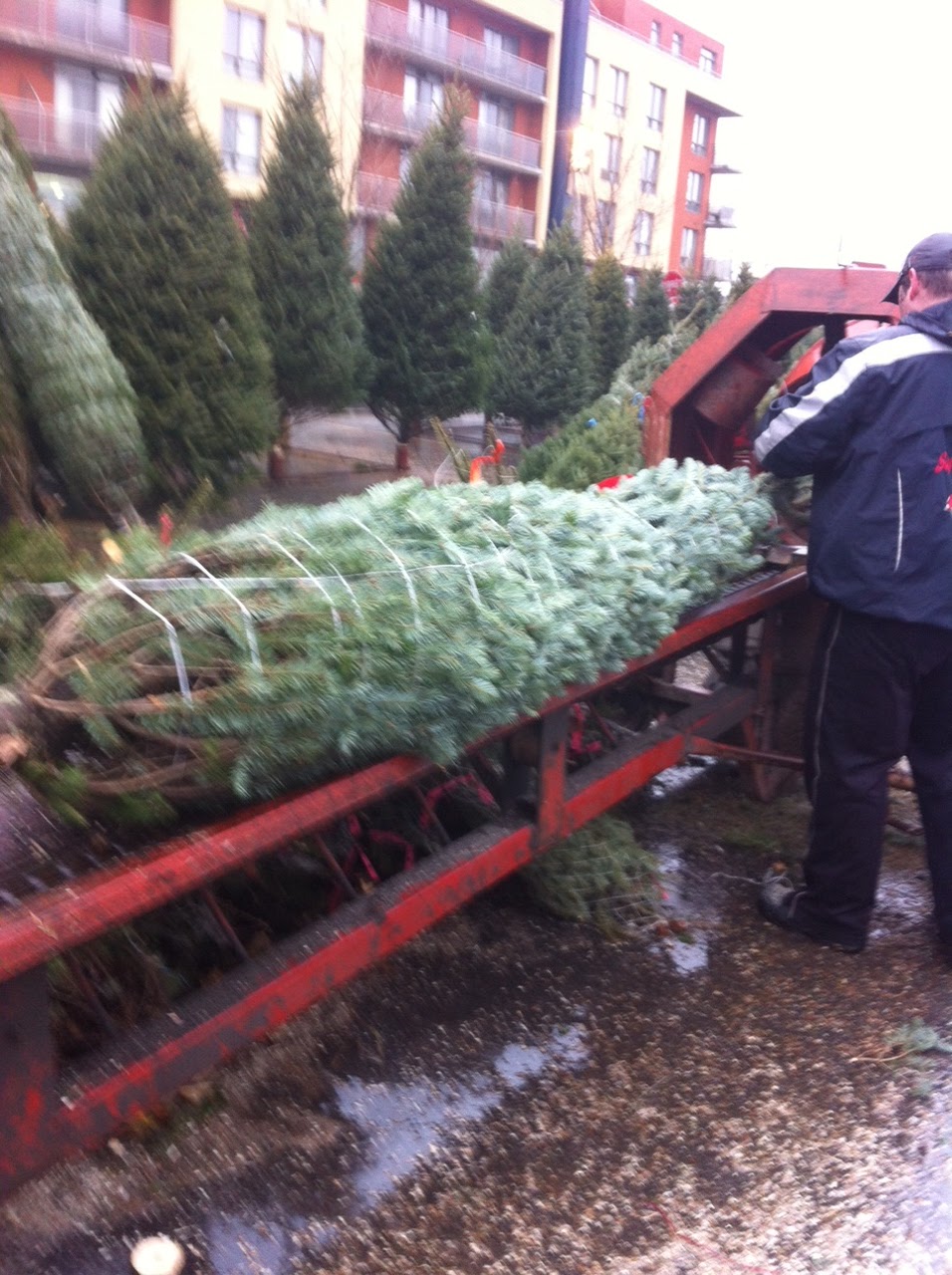 Pour voir la vie en Coralie!: L'histoire du sapin de noël!