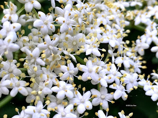 Sambucus, common elderberry flowers