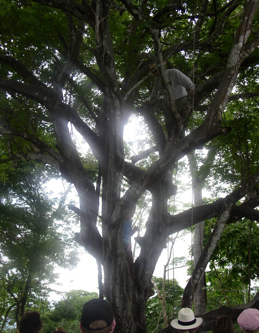 Павшее дерево на. Паоло Санто дерево. Palo Santo дерево. Дерево Пало Санто Перу. Bursera graveolens дерево.