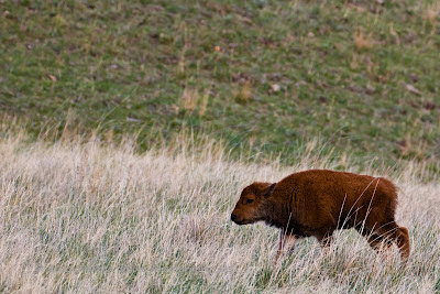 Custer State Park Black Hills SD Buffalo Bison Calves by Dakota Visions Photography LLC www.dakotavisions.com