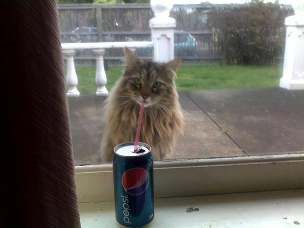 9. Maine Coon is Thirsty