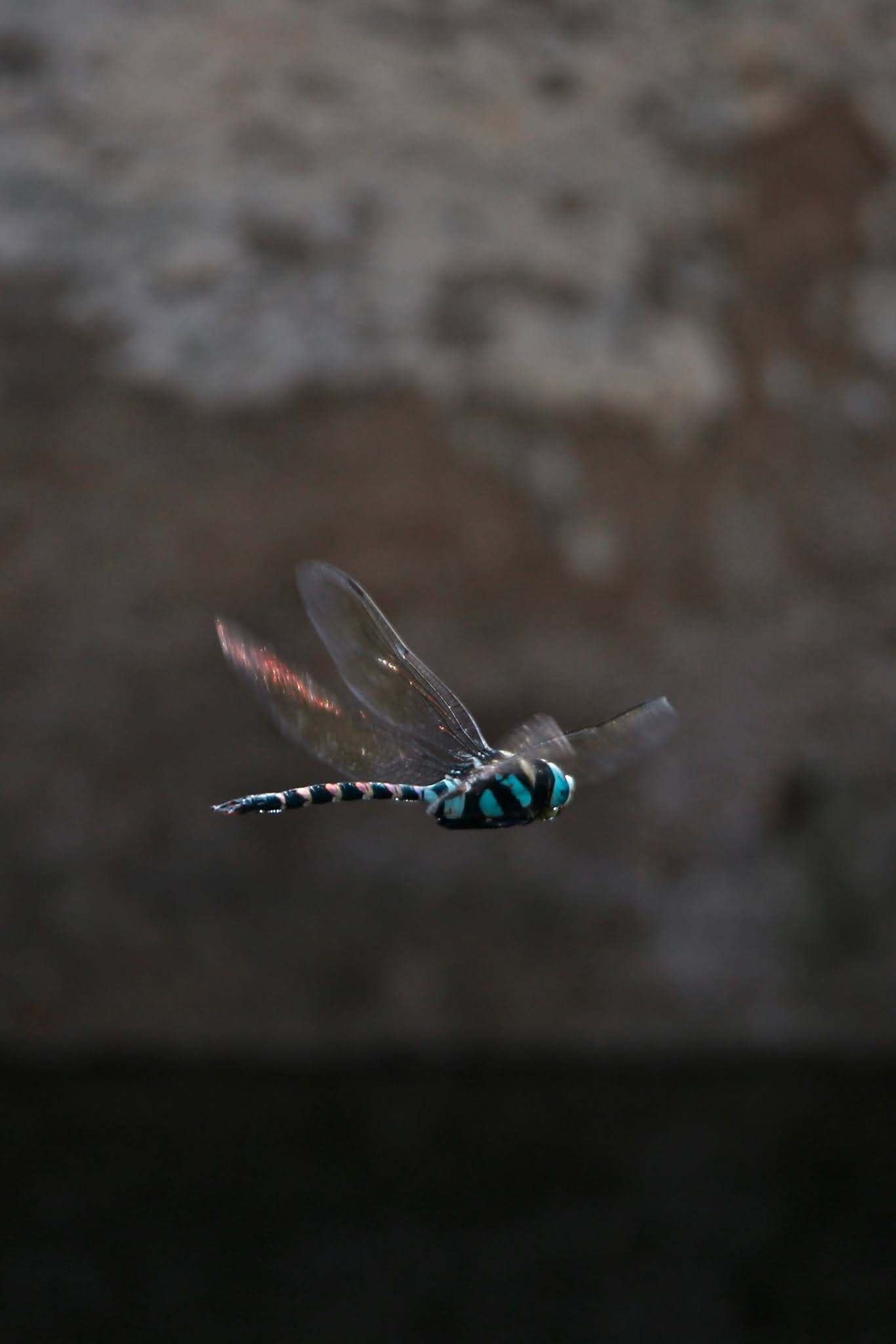 Magnificent Emperor Dragonfly in Flight