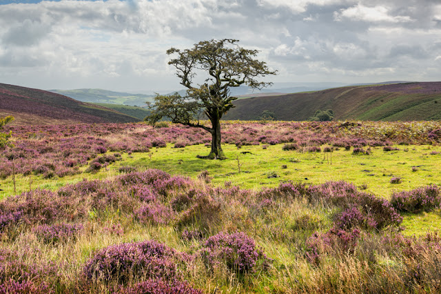 Heather covered moorland and a lone tree in the National Park in Exmoor