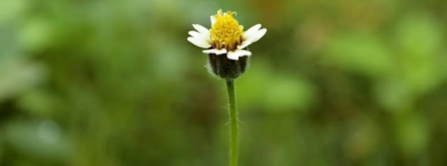 فوائد البابونج فوائد البابونج