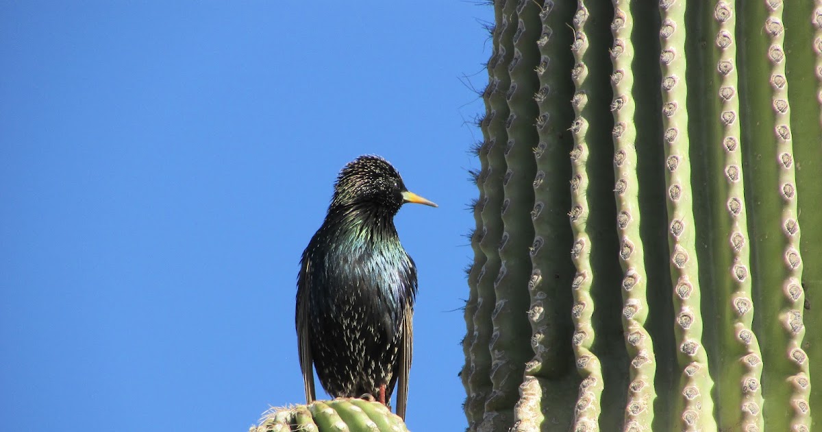 Nesting Time for Arizona Birds