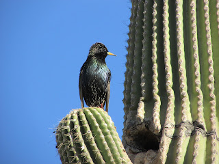 Starling Sits on Saguaro