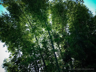 Fresh And Fascinating Bamboo Trees Grow Wild In The Fields North Bali Indonesia