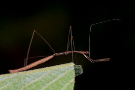 Real Monstrosities: Thread-legged Bug