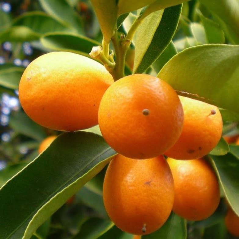 Ready Bibit tanaman buah jeruk nagami hasil okulasi siap berbuah Jawa Barat