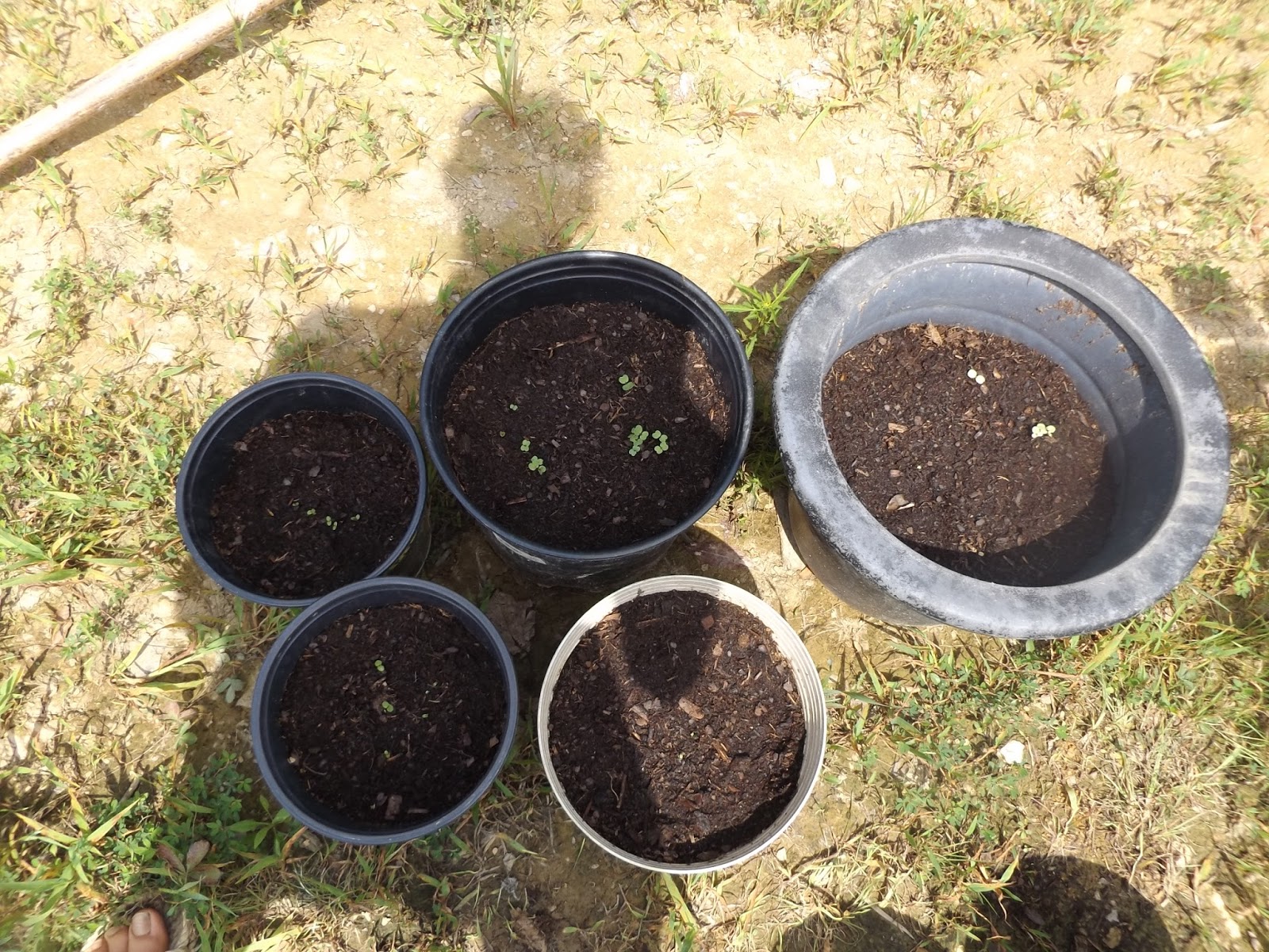 Sowing greens & root crops in August for Fall-Winter harvest ...