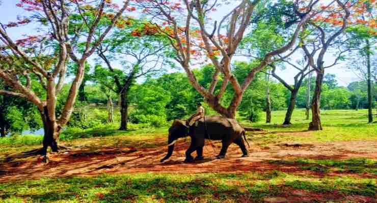 Dubare Elephant Camp Coorg tourist places
