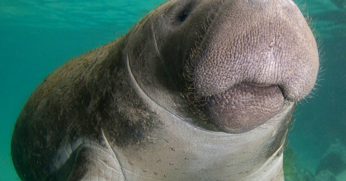 FOSSIL HUNTRESS: SIRENIA: MANATEES AND DUGONGS
