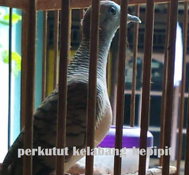 Ciri dan Mitos Perkutut Katuranggan Kelabang Kapipit