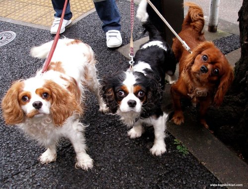 Dark Brown King Charles Cavalier - Fluffums