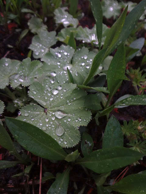 clovers in vancouver