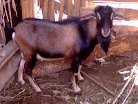 BARU TAU, 13 Jenis Kambing Ternak ini Ada di Indonesia BARU TAU, 13 Jenis Kambing Ternak ini Ada di Indonesia