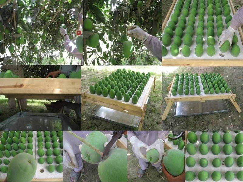 Mango Processing Procedure in Pictures