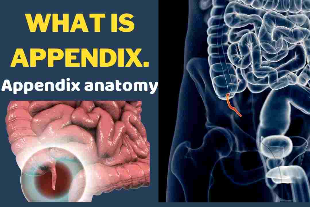 What is Appendix Appendix anatomy Apeendix Pain when appendix is