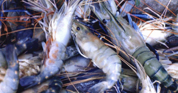 Makan Udang Besar Goreng Mentah Kecil Lobster Rebus Bakar Dokumentasi Liestanti Anexia Makan Udang Besar Goreng Mentah Kecil Lobster Rebus Bakar Dokumentasi Liestanti Anexia