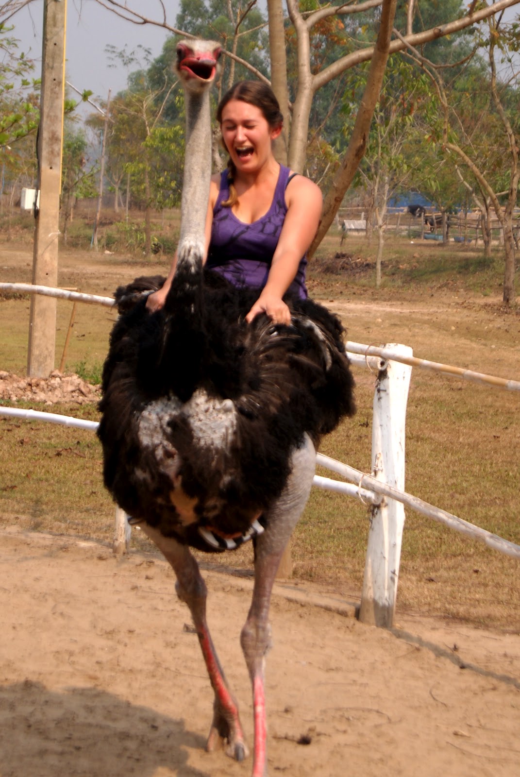 Love From Wherever: Ostrich Cowboy: The Sequel