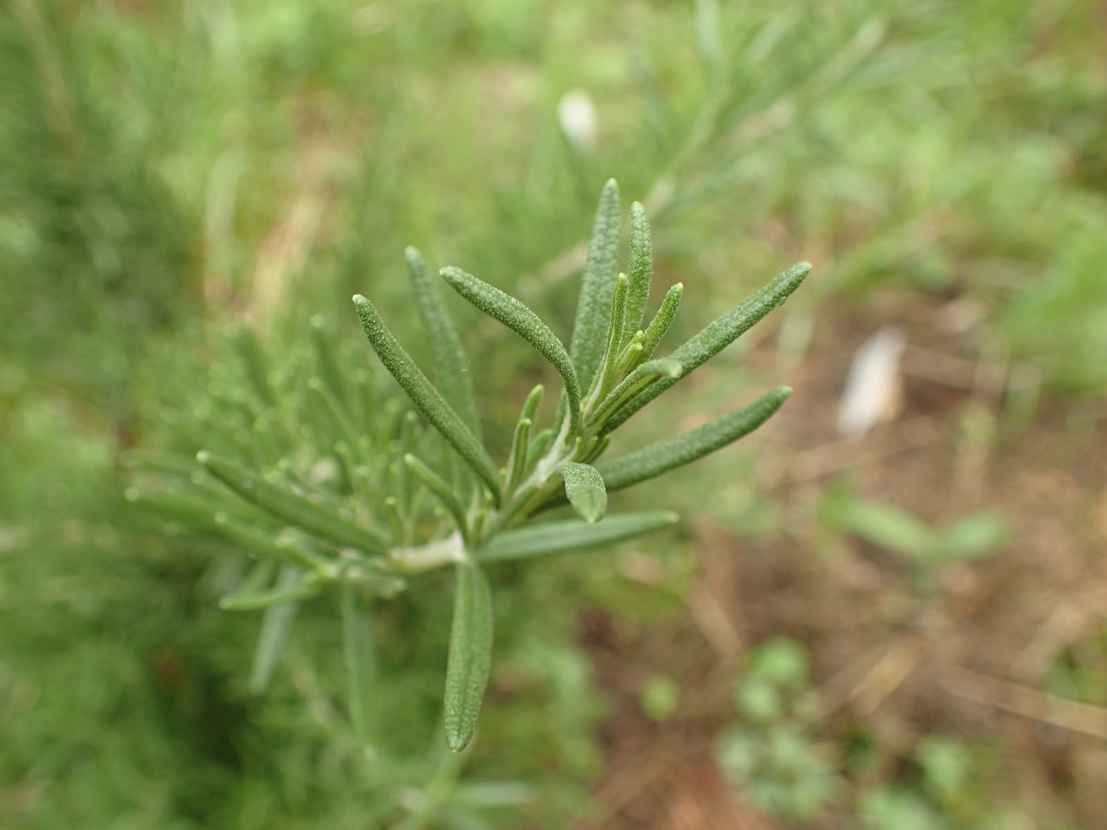 ローズマリーソルトの作り方と使い方 珍妙雑記帖