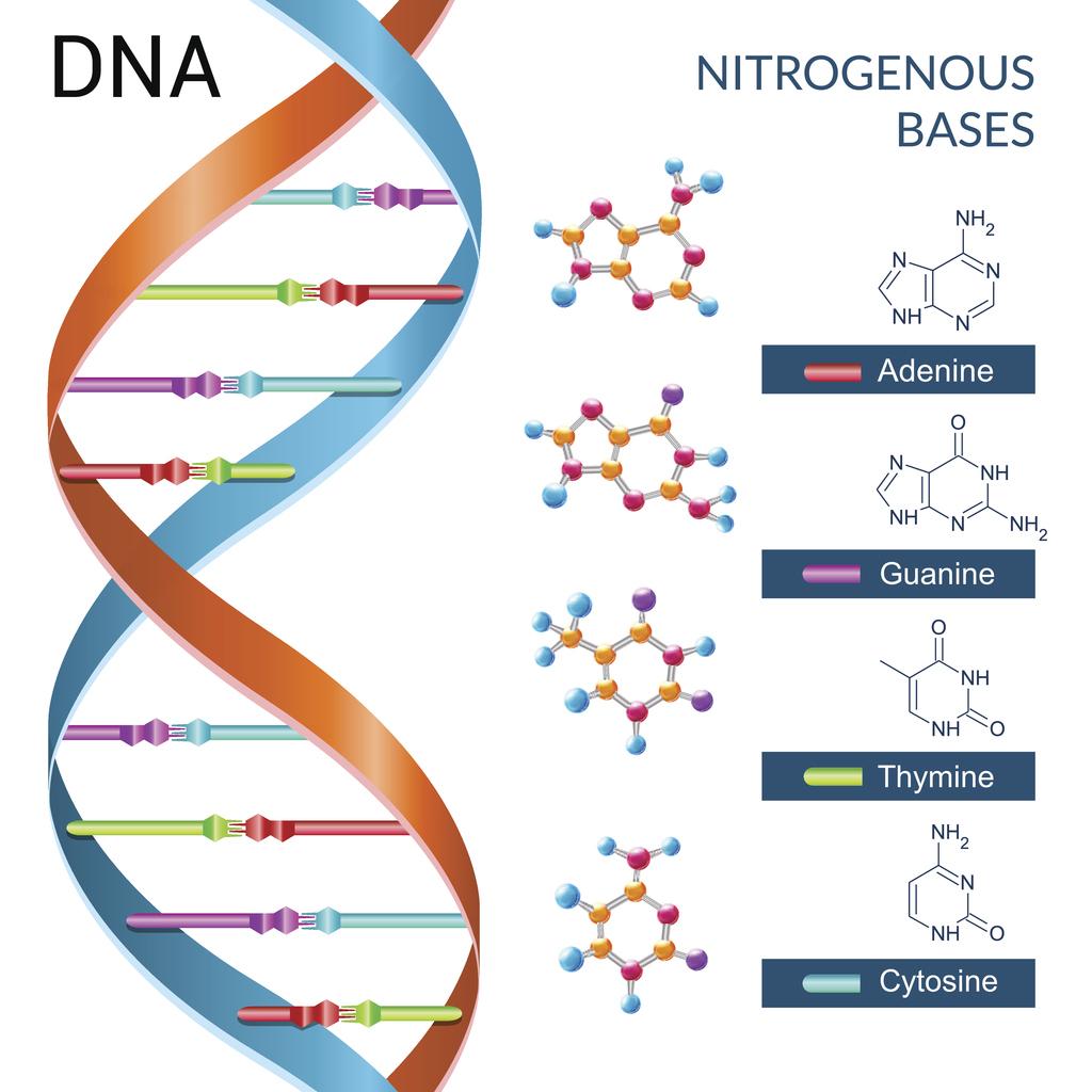 DNA Molecules MediMolt