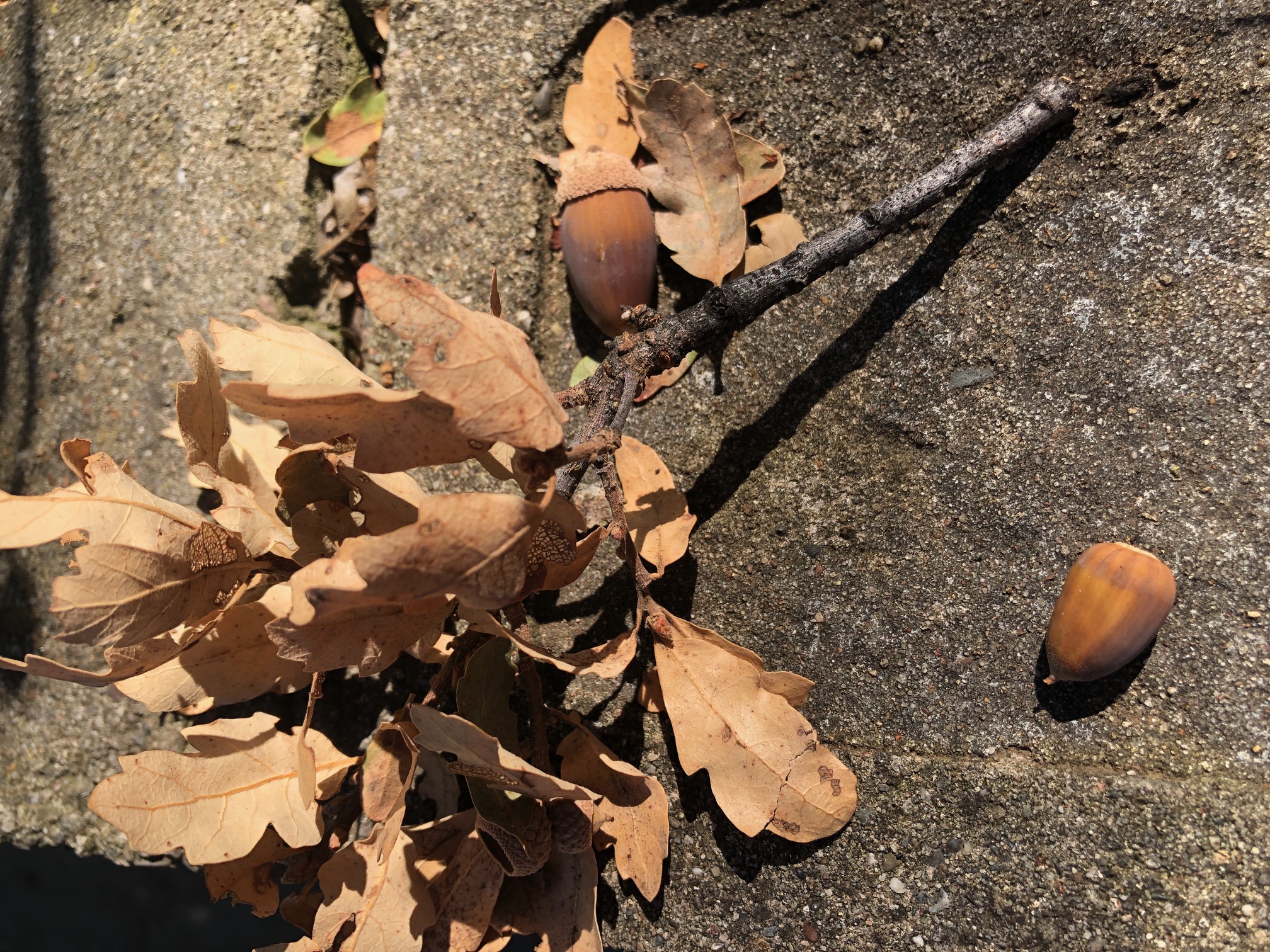 Sacramento Digs Gardening Learn how to harvest acorns
